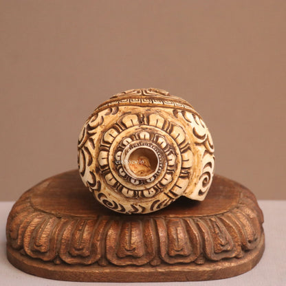 Hand Carved Natural Conch Shell for Tample